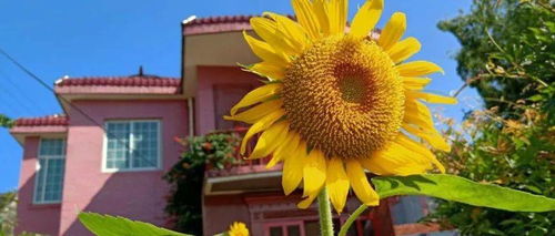 菊花：秋天的骄傲