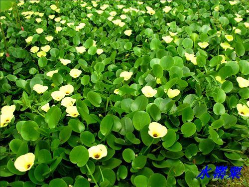 饲料管理：营养均衡， 根系才嫩强壮