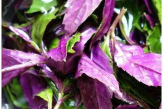 紫背菜的营养价值