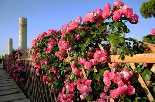 月季之美：费迪南德的花期与种植之地