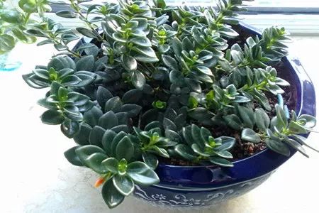 摘心打顶，生长的秘诀