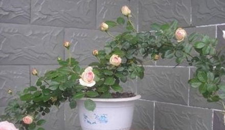 月季秋季修剪，别让花朵笑不出来了！