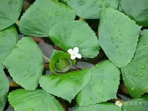 菱角：水中的清雅之花