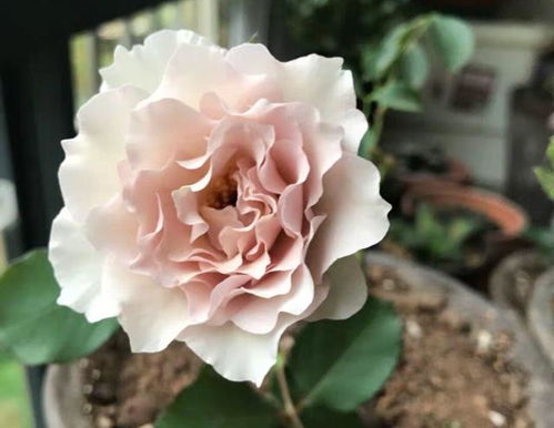 克劳德莫奈月季， 花开似画，绚烂夺目