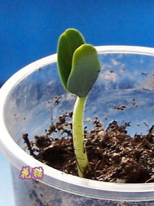 种出好芽，三步走！