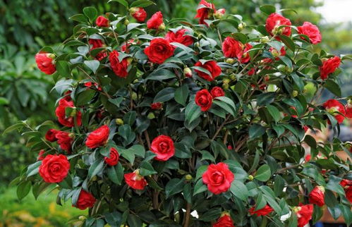 耐寒花卉品种推荐