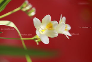 香雪兰的花语和象征意义中，它代表着纯洁与幸运