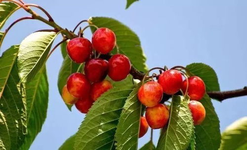 樱桃种子播种的时机之谜