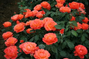 4. 丰花多头， 花量惊人