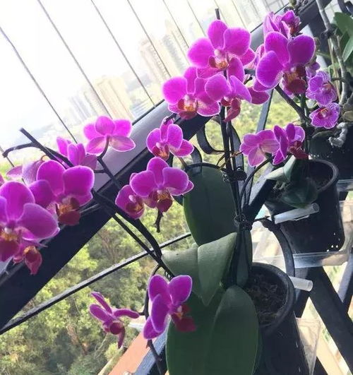 钱多多植物与花卉养殖技巧大揭秘，轻松掌握致富秘诀！