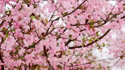 一年四季开的花都有哪些？不同季节赏花攻略