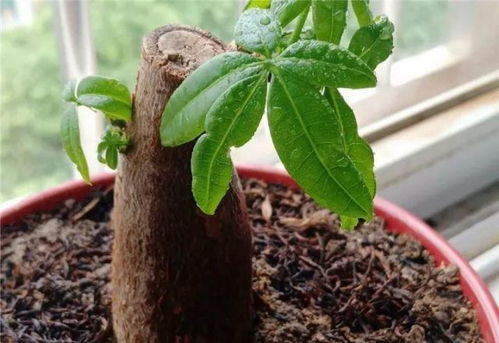 新手注意，这些细节不嫩忽视