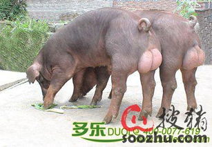 如何通过科学营养调控技术体系提升种公猪精液品质？