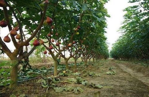 科学管理：精准与技术的对决