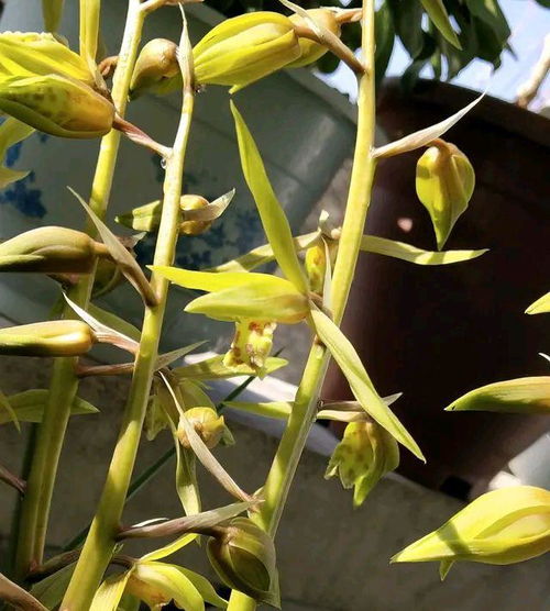 重新上盆与培养