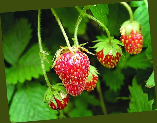 番薯之谜：它究竟是什么？