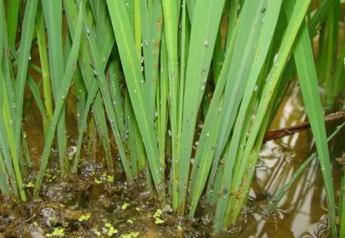 混搭使用，效果geng佳