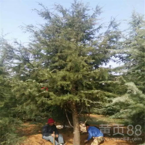 价格差异的探讨