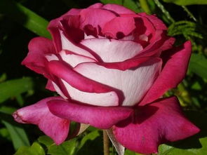 莫妮卡贝鲁奇月季的养护技巧