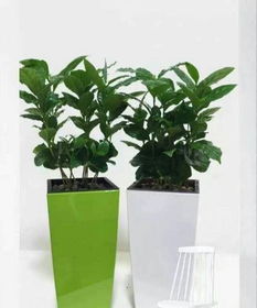 办公室盆栽租赁， 给办公空间增添一抹绿色