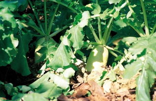 辣椒种植效益受气候、土壤、品种、技术等多因素影响