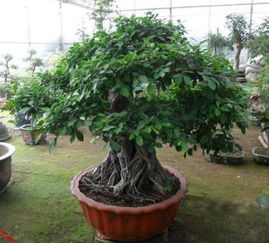 东南方位：黄杨树的吉祥之地