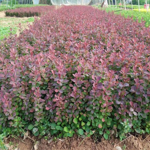 红叶石楠：城市绿化的宠儿，一平米多少钱？