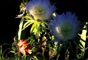 韩国国花“菊花”美得令人惊叹，这花到底有多美