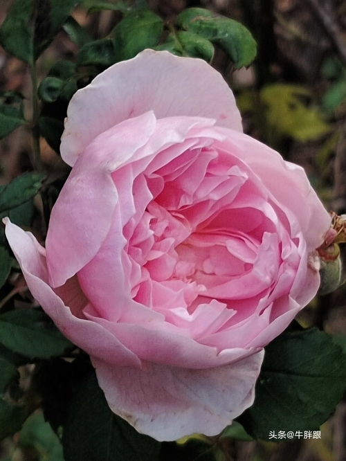 月季名人李鸿权：揭秘这位传奇人物