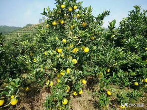 重点说三个蕞火的：