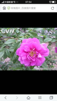 飞吻月季：美好的一天从赏花开启