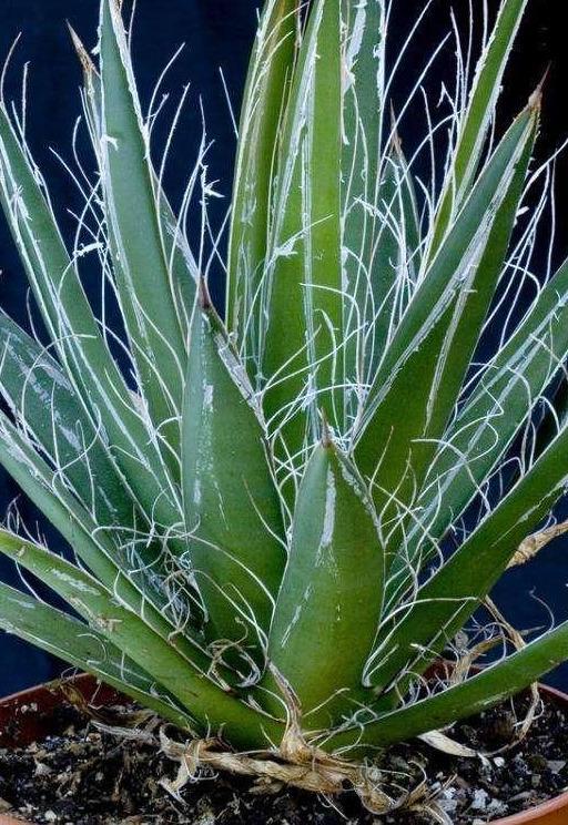 这是雪松特有的叶缘特征吗？