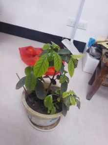 栀子花叶为何突然垂下来？