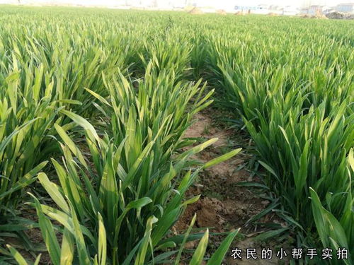 小麦除草剂喷施后遇雨，需重新喷施吗？