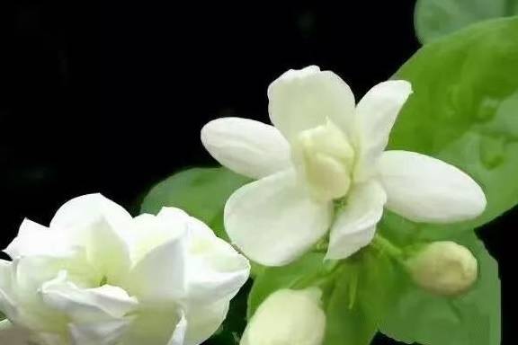 茉莉花， 助眠小嫩手