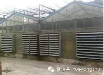 猪舍建造关键：结构设计与通风防疫