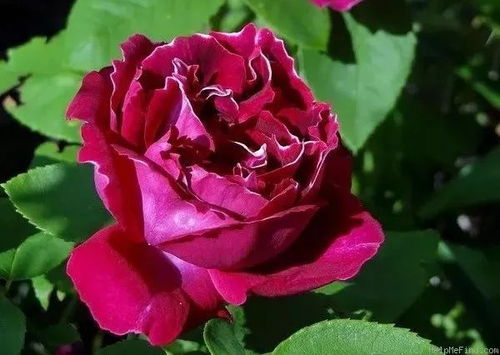 达芙妮月季：小家碧玉的感觉