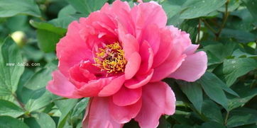牡丹花语象征富贵、爱情，寓意坚持的爱永恒