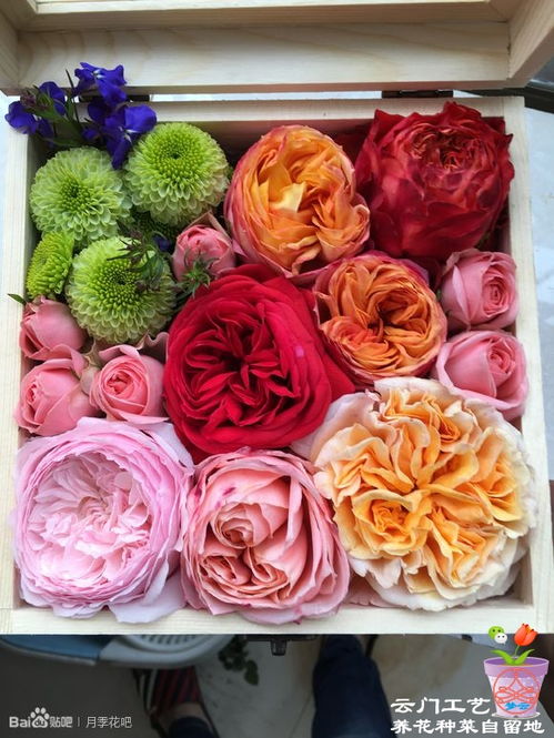 土壤要肥沃，排水要好