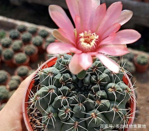 3. 耐晒仙人掌类