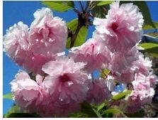 山楂花，为何被称为海棠花