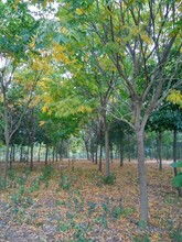 紫叶李的价格， 影响因素多多