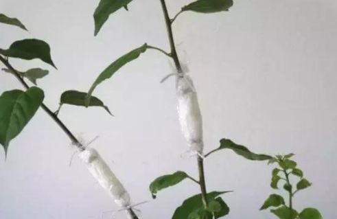 适当的播种时间