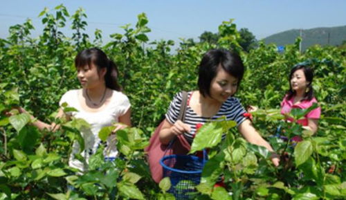 浏阳城区居民组团下乡体验采摘柿子乐趣