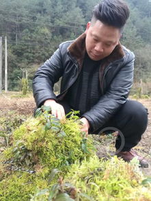石斛为何偏爱种在石头上？