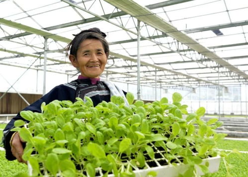 三、 种植耐寒蔬菜的注意事项