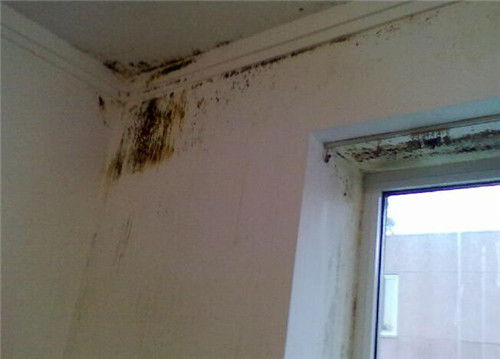 墙为什么会发霉发黑？揭秘墙体问题大揭秘！