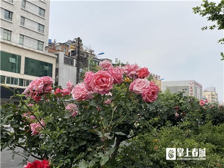 月季之美， 尽收眼底