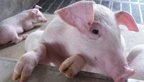 猪水疱病与口蹄疫有何区别？猪场如何有效预防？