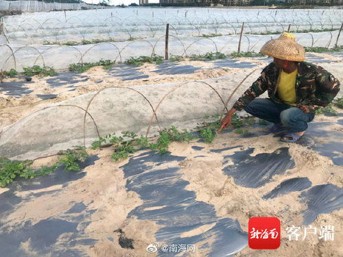 玉米地变西瓜田， 步骤得细心